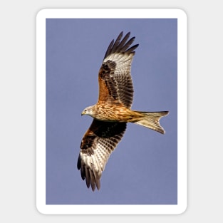 Soaring Red Kite Sticker